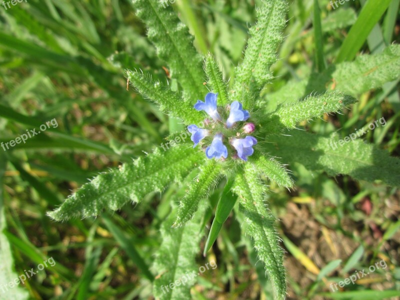 Anchusa Arvensis Small Bugloss Annual Bugloss Wildflower Flora