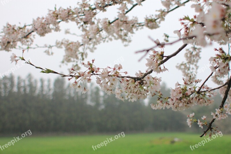 Cherry Blossom Wood Nature Sakura Crush