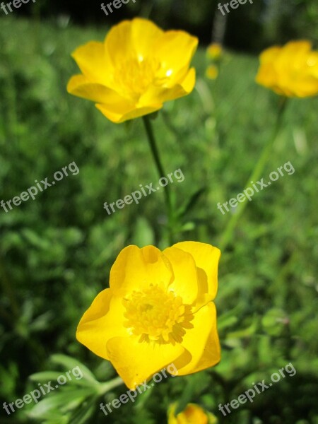 Ranunculus Acris Meadow Buttercup Tall Buttercup Giant Buttercup Flora