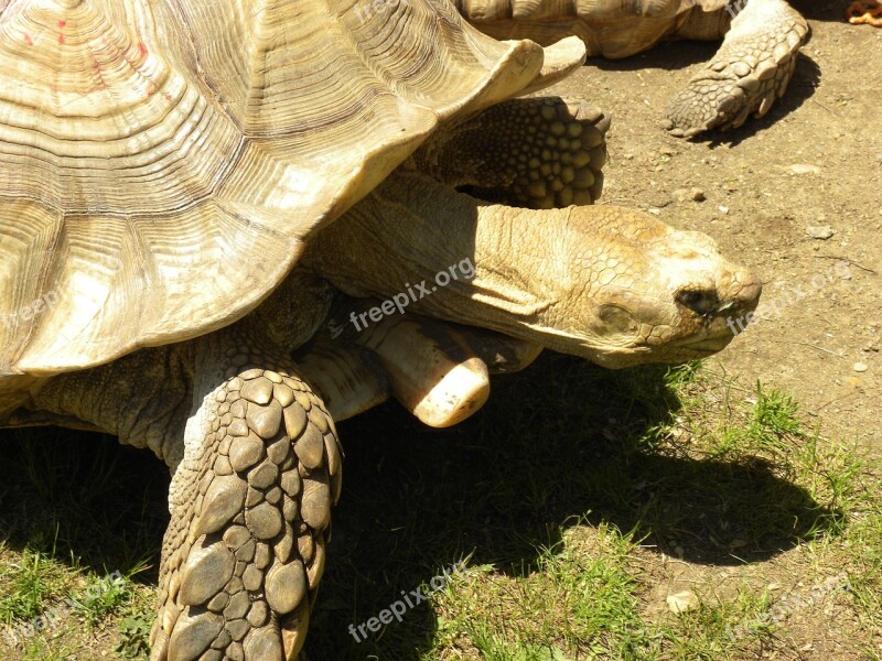 Turtle Tortoise Reptile Nature Shell