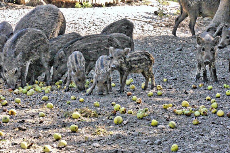 Boar Bache Sow Launchy Free Photos