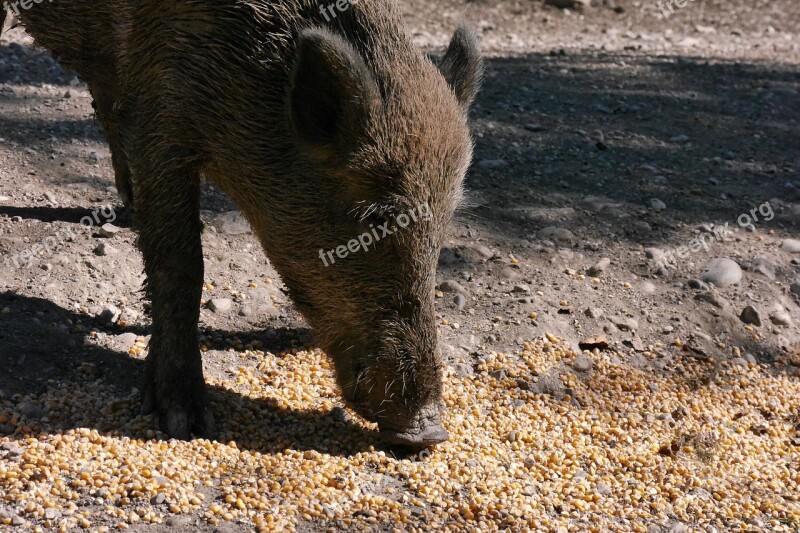 Boar Bache Sow Free Photos