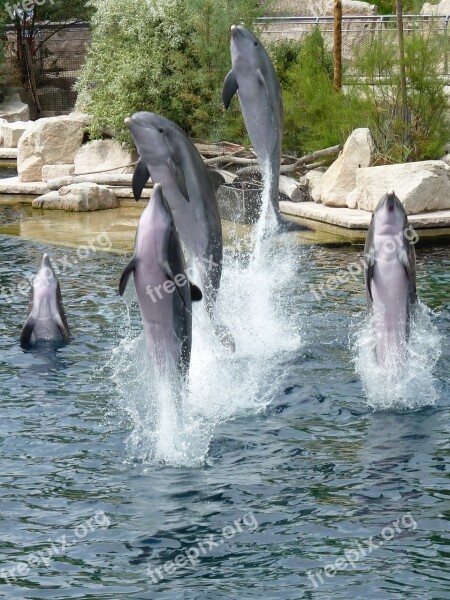 Dolphins Animal Marine Mammals Water Mammals