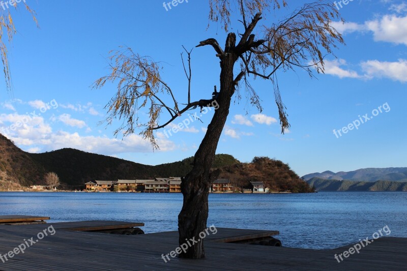 Tree Lake Lugu Lake The Scenery Free Photos