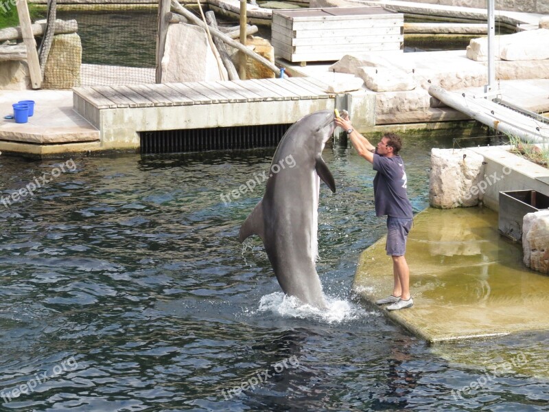 Dolphin Lagoon Nuremberg Show Zoo