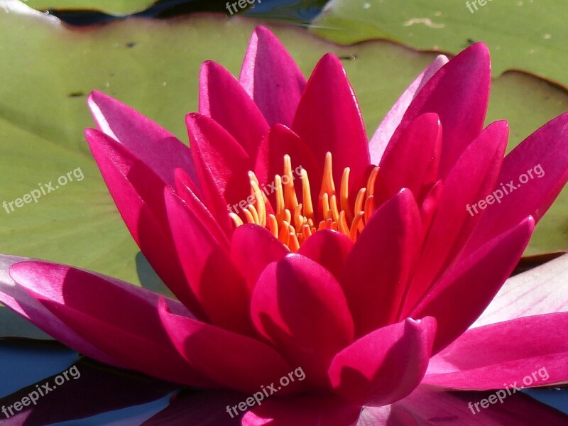 Water Lily Water Leaf Dust Garden