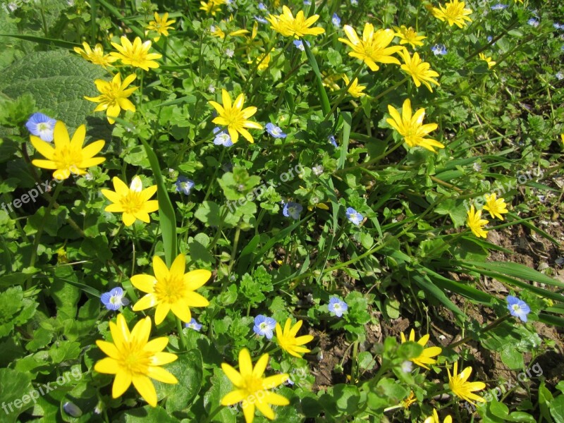 Ranunculus Ficaria Lesser Calendine Wildflower Flora Botany