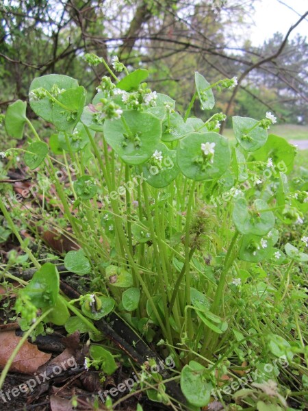 Claytonia Perfoliata Indian Lettuce Spring Beauty Winter Purslane Miner's Lettuce