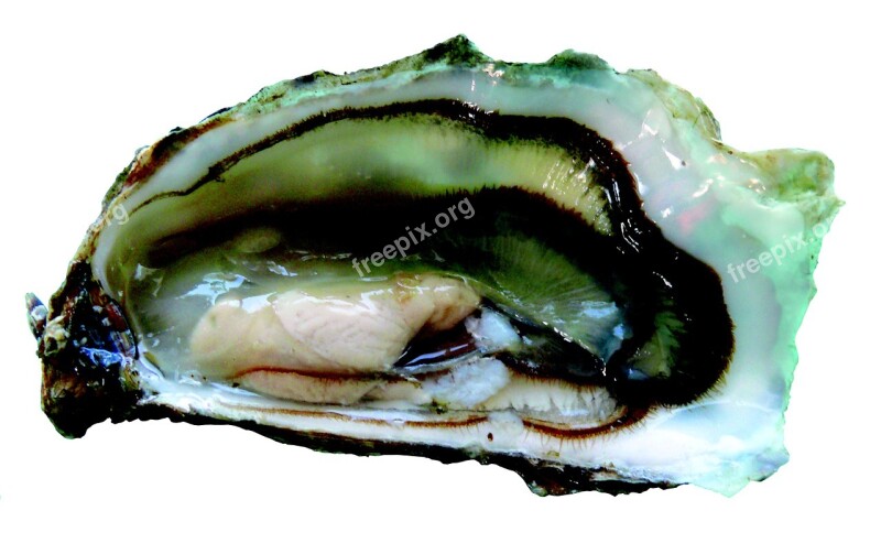 Oyster Oysters Seafood Charente-maritime The Boucholeurs