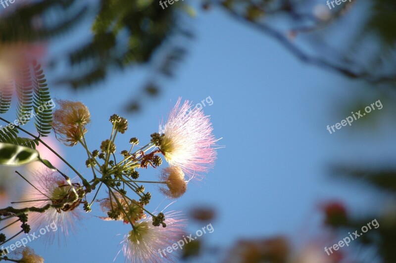 Flower Pink Sky Against The Sky Blue