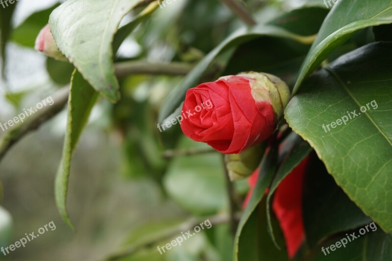 Red Flowers Beautiful Stunning Natural Landscape Flowers