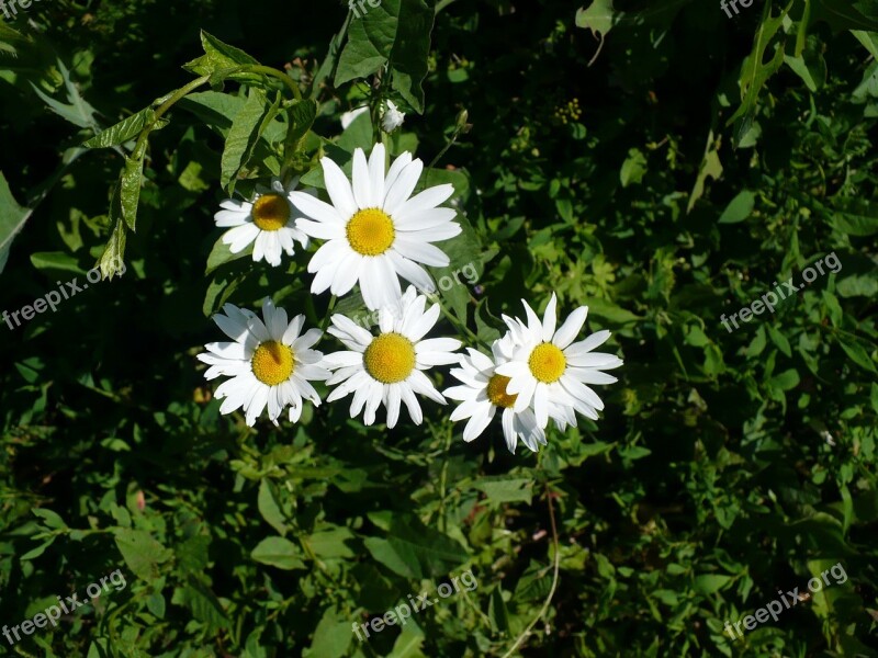 Daisy White Greens Summer Flowers