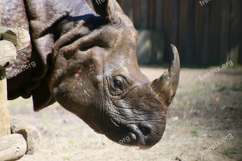 Rhinoceros Defence Africa Planckendael Zoo