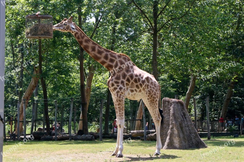 Planckendael Giraffe Zoo Free Photos