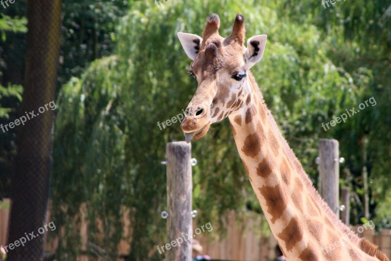 Planckendael Giraffe Animal Free Photos