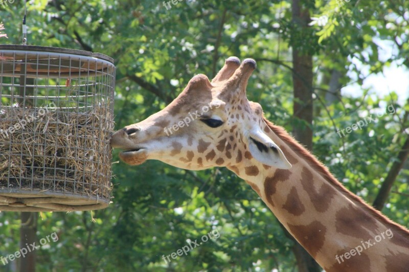 Planckendael Giraffe Zoo Free Photos