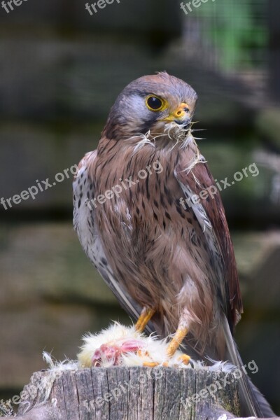 Bird Of Prey Eat Zoo Wildlife Park Bird