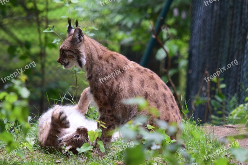 Lynx Cat Big Cat Wildcat Eurasischer Lynx