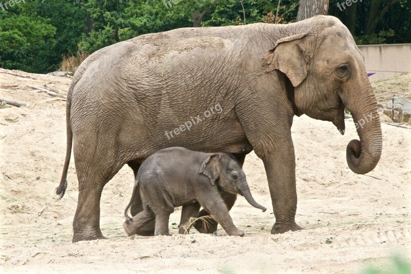 Planckendael Elephant Petit Free Photos