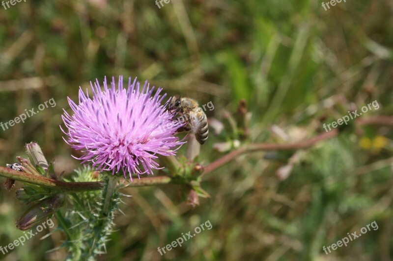 Bee Honey Healthy Insect Pollen