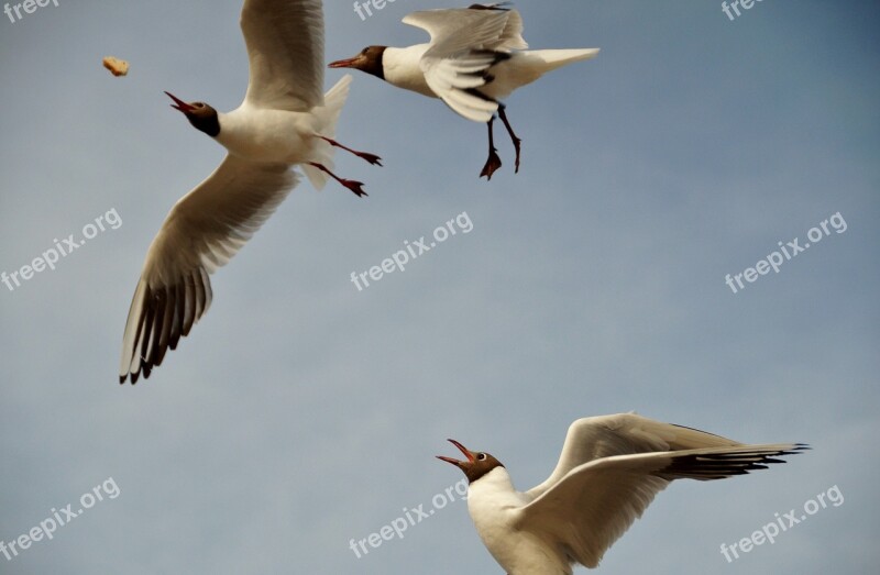 The Seagull Gulls The Seagulls Flies Heaven