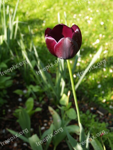 Flower Tulip Bordeaux Free Photos