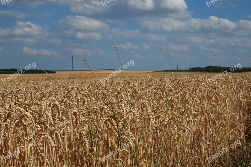 Cereals Cornfield Spike Field Agriculture