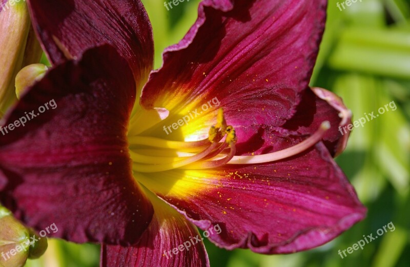 Flower Daylily Lily Plant Blossom