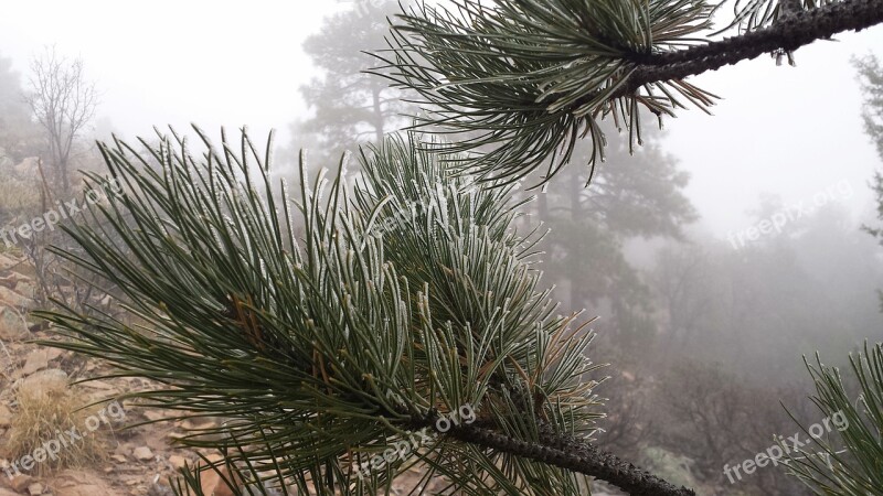 Frost Winter Pine Needles Pine Needles