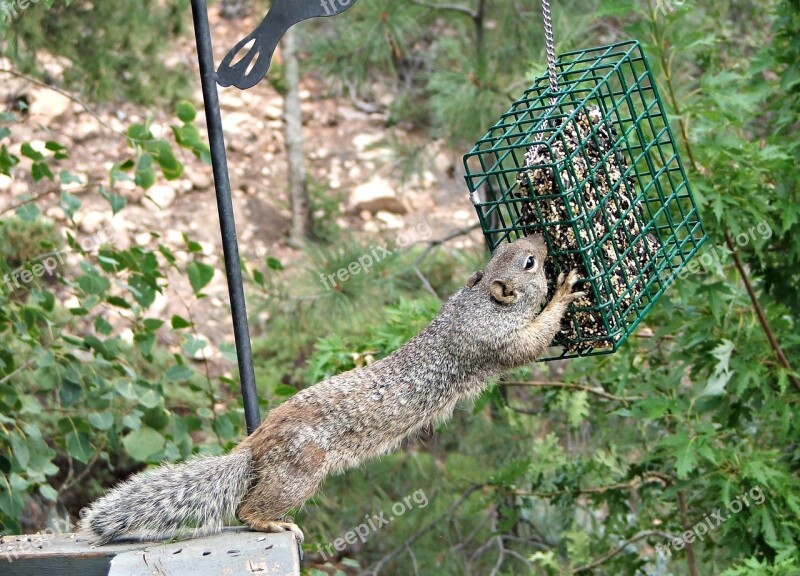 Squirrel Rodent Feeding Animal Wildlife