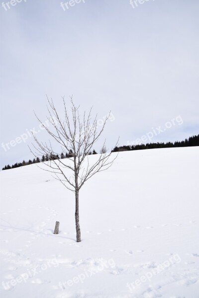 Snow Black Forest White Forest Landscape