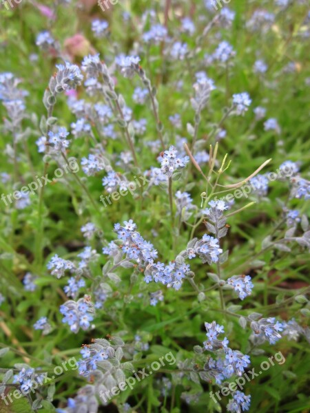 Myosotis Arvensis Field Forget-me-not Forget-me-not Wildflower Botany