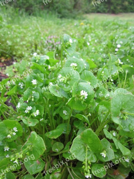 Claytonia Perfoliata Indian Lettuce Spring Beauty Winter Purslane Miner's Lettuce