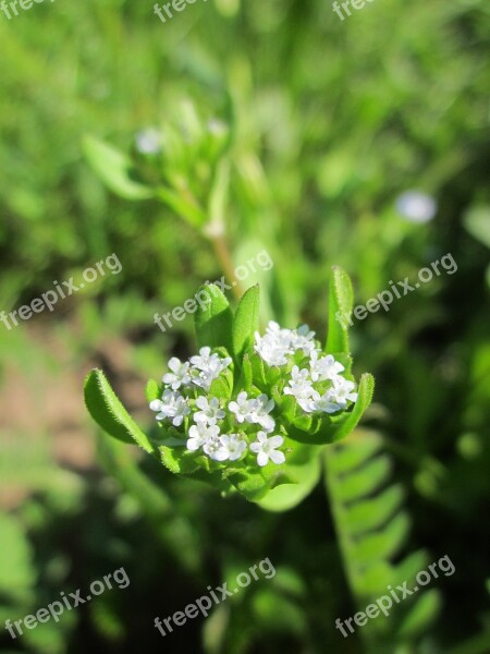 Valerianella Locusta Corn Salad Common Cornsalad Lamb's Lettuce Fetticus