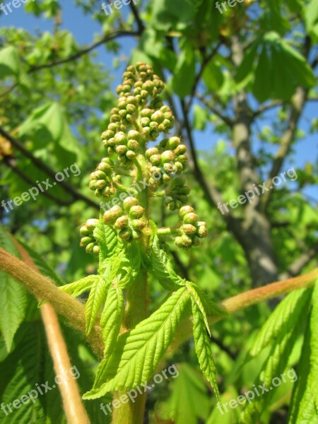 Aesculus Hippocstanum Horse-chestnut Conker Tree Buds Flora