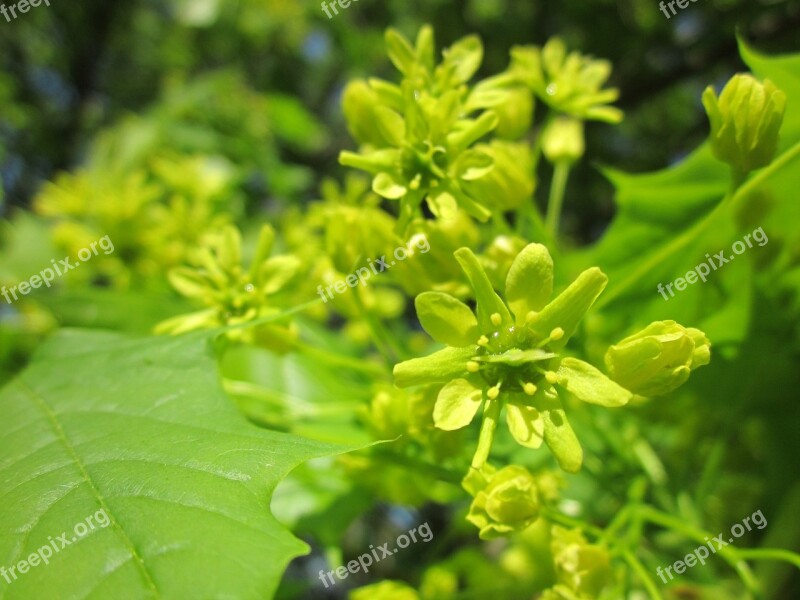 Acer Maple Tree Blooming Inflorescence