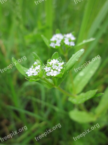 Valerianella Locusta Orn Salad Common Cornsalad Lamb's Lettuce Fetticus