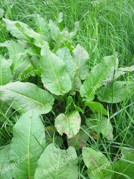 Rumex Obtusifolius Broad-leaved Dock Bitter Dock Bluntleaf Dock Dock Leaf