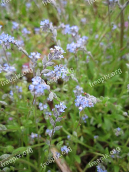 Myosotis Arvensis Field Forget-me-not Forget-me-not Wildflower Botany