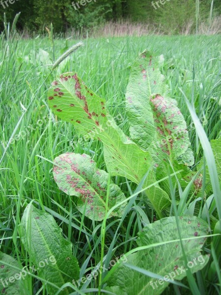 Rumex Obtusifolius Broad-leaved Dock Bitter Dock Bluntleaf Dock Dock Leaf