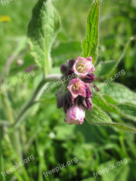 Symphytum Officinale Common Comfrey True Comfrey Quaker Comfrey Cultivated Comfrey