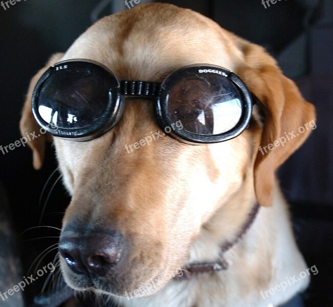 Dog Goggles Military Working Service