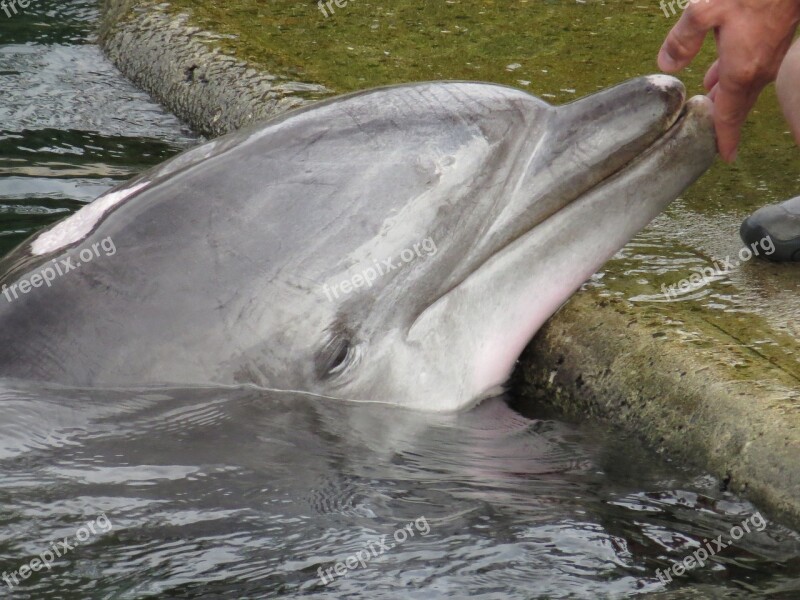 Dolphin Nuremberg Lagoon Trust Show