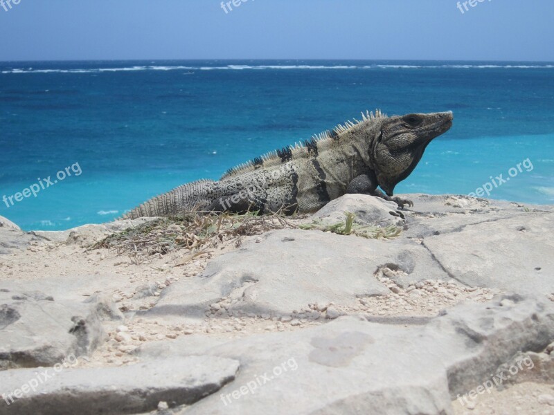 Lizard Iguana Tulum Mexico Beach