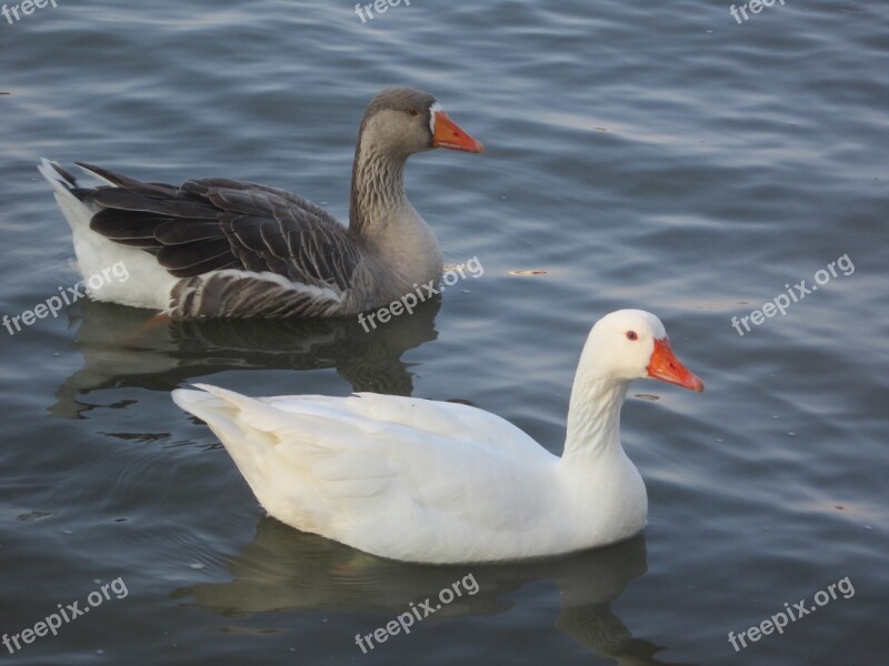 Duck White Brown Mexico Leon