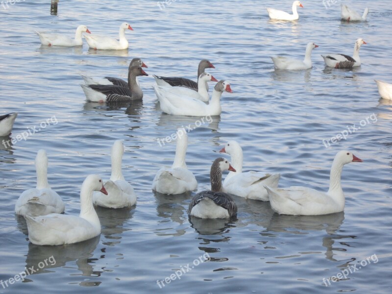 Ducks Flock Nature Free Photos