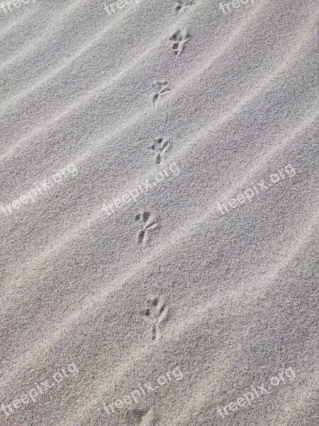 Traces Sand Beach Dune Bird