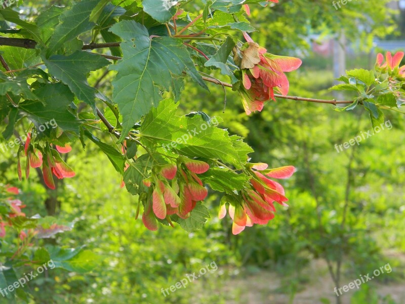 Maple Branch Tree Nature Closeup