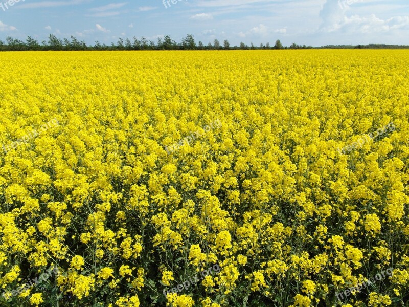 Field Plants Summer Nature Natural