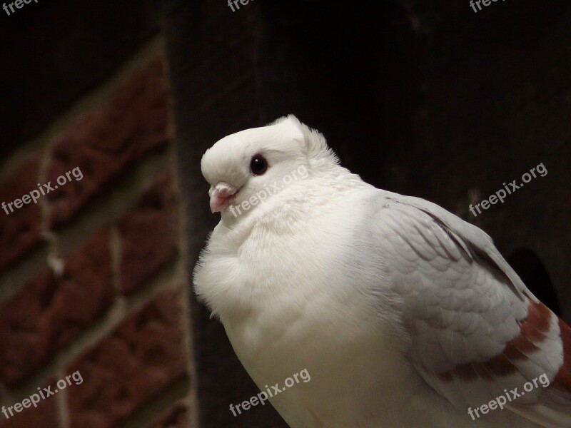 Dove Bird City Pigeon Wall Nature